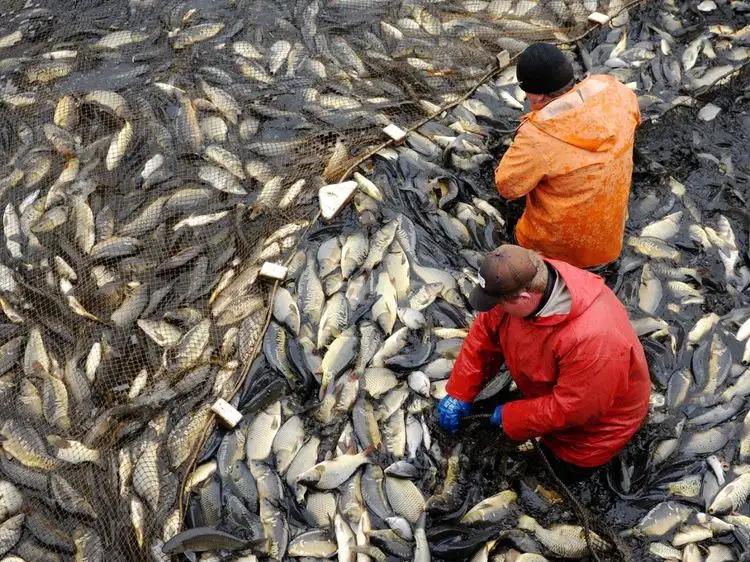 Read more about the article There will be fewer fish in stores in Germany due to sanctions against Russia