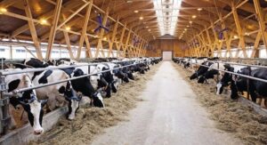 Read more about the article Over the seven months of this year, cow’s milk production in the DPR increased by 12.4% and amounted to more than 29.2 thousand tons