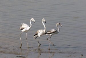 Read more about the article Last winter, the smallest number of flamingos visited Cyprus in recent decades. Because of the drought.