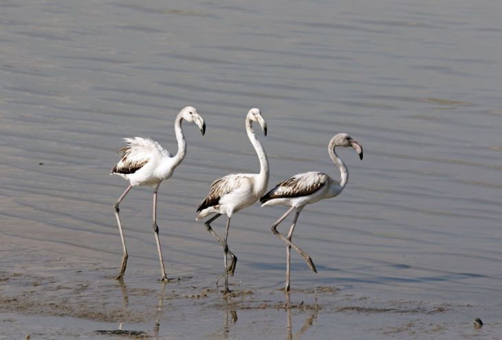 Подробнее о статье Last winter, the smallest number of flamingos visited Cyprus in recent decades. Because of the drought.