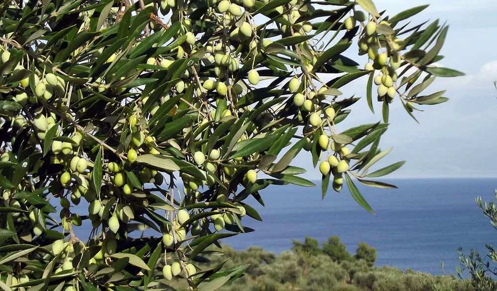 Подробнее о статье Agricultural organizations in Cyprus hope that this year’s olive harvest will be better than last year, which may lead to lower oil prices