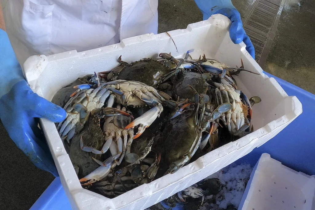 Подробнее о статье The United States and Europe are facing a shortage of fish and crabs due to sanctions