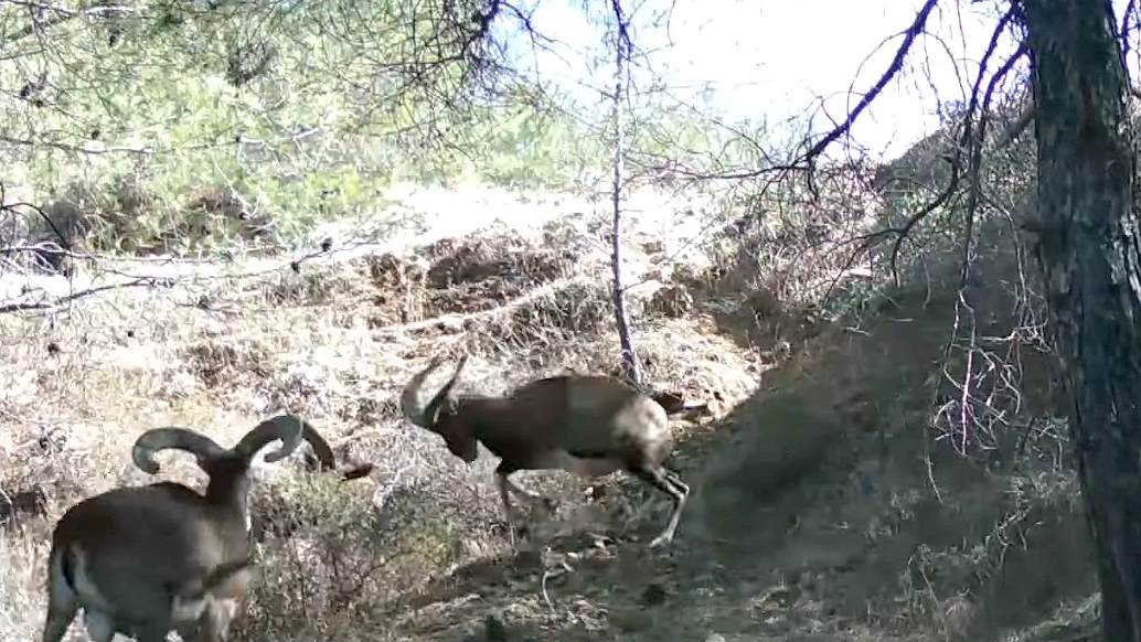 Подробнее о статье A furious fight of wild mouflons near a watering hole on the outskirts of the Troodos forest was captured on hidden camera footage of the hunting and wildlife service