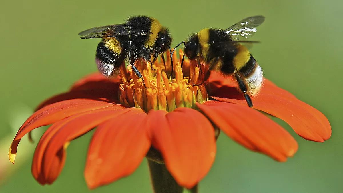 Подробнее о статье Доля отечественных шмелей в России достигла 90% 🐝