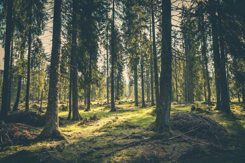 Read more about the article Cyprus ranks last in the EU in terms of forest growth