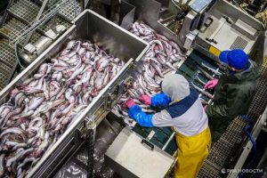 Подробнее о статье Экспортные поставки минтая из России в 2025-м году выросли сразу на 40%