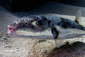 Read more about the article Cyprus has seized more than 100 tons of poisonous lagokephalos fish from its waters.,