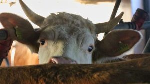 Read more about the article 35 to 40 million euros have been spent on combating foot-and-mouth disease in Cyprus.