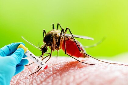 Read more about the article West Nile Virus in Cyprus: 6 cases, one death